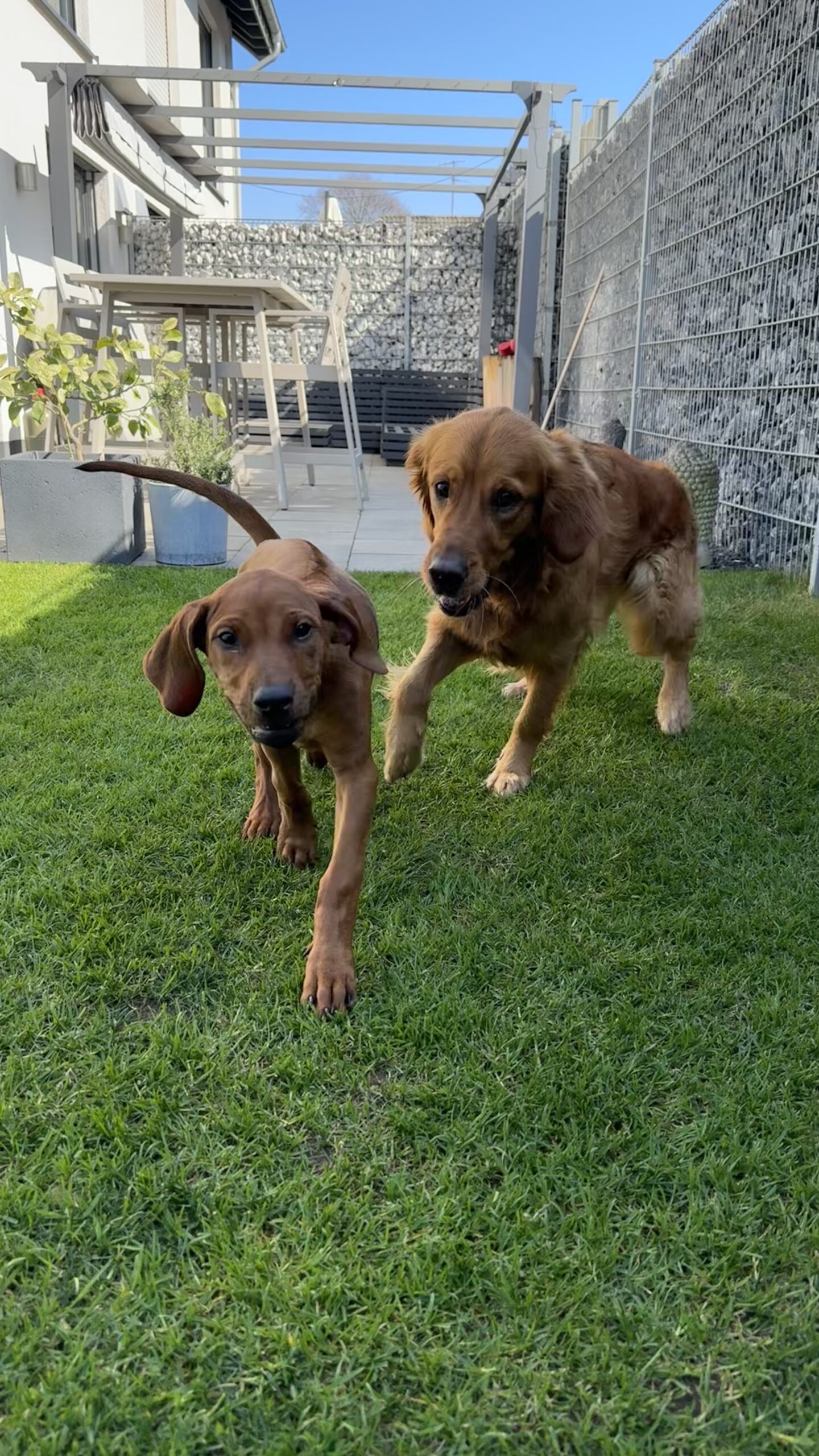 Welpe und erwachsener Hund laufen gemeinsam über eine Wiese. Alltagsnahes, gewaltfreies Hundetraining bei der Glückspfotenschmiede.