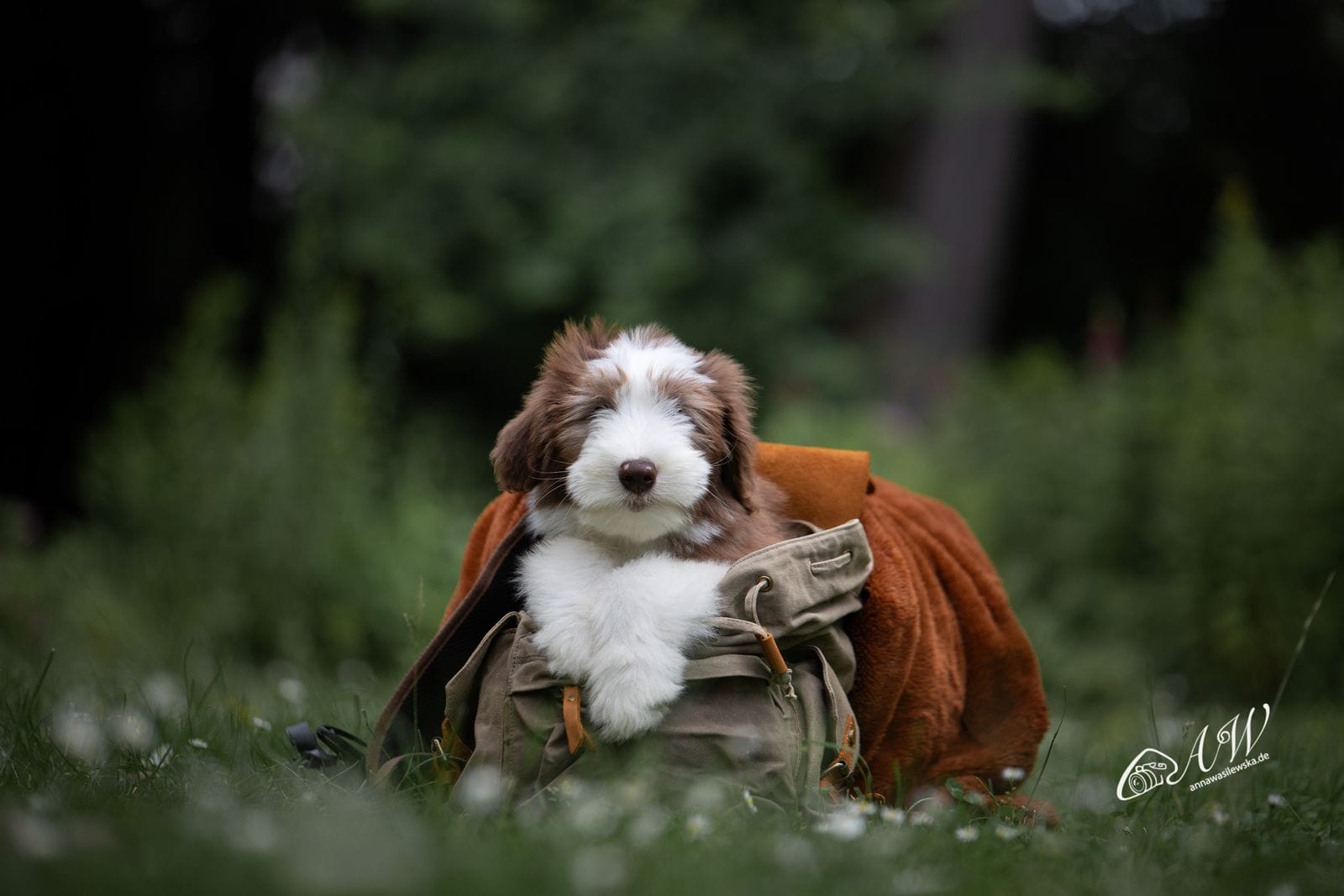 Hundeschule Glückspfotenschmiede Düsseldorf