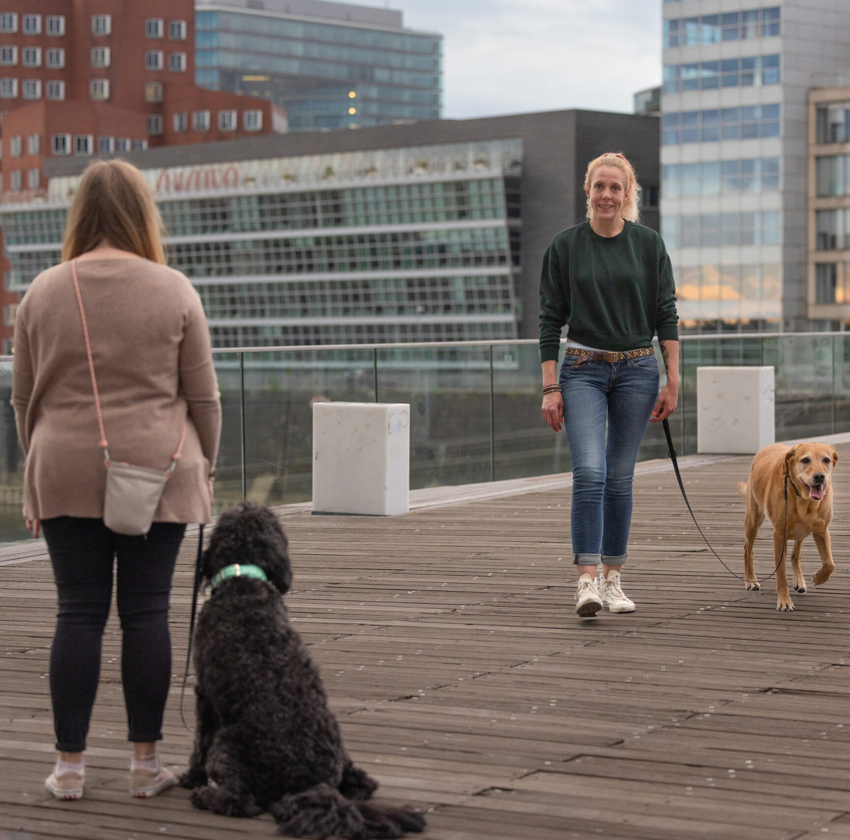 Entspannte Hundebegegnung beim Alltagstraining in Düsseldorf