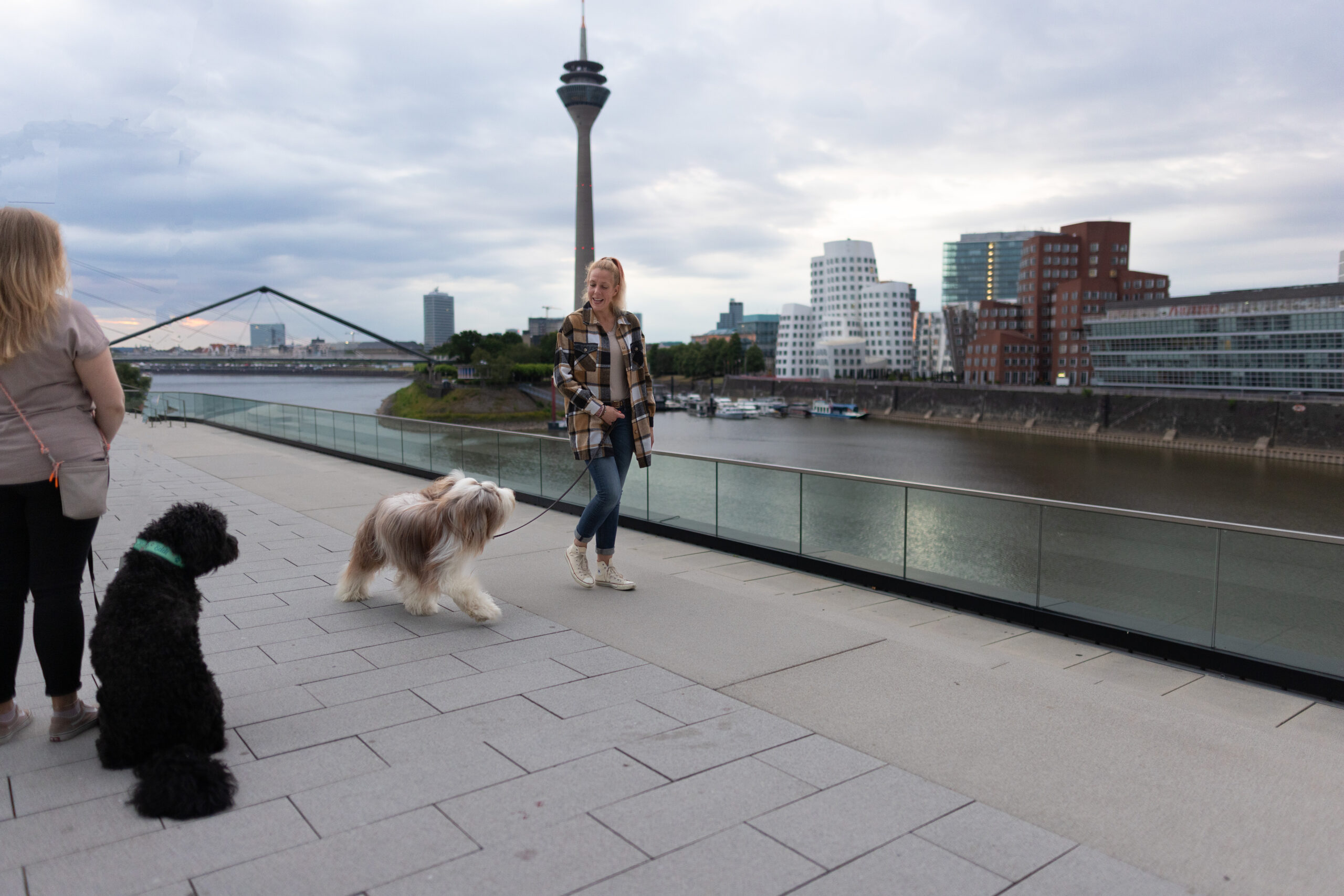 Individuelles Hundetraining in Düsseldorf – Angi trainiert einen Hund im Einzeltraining