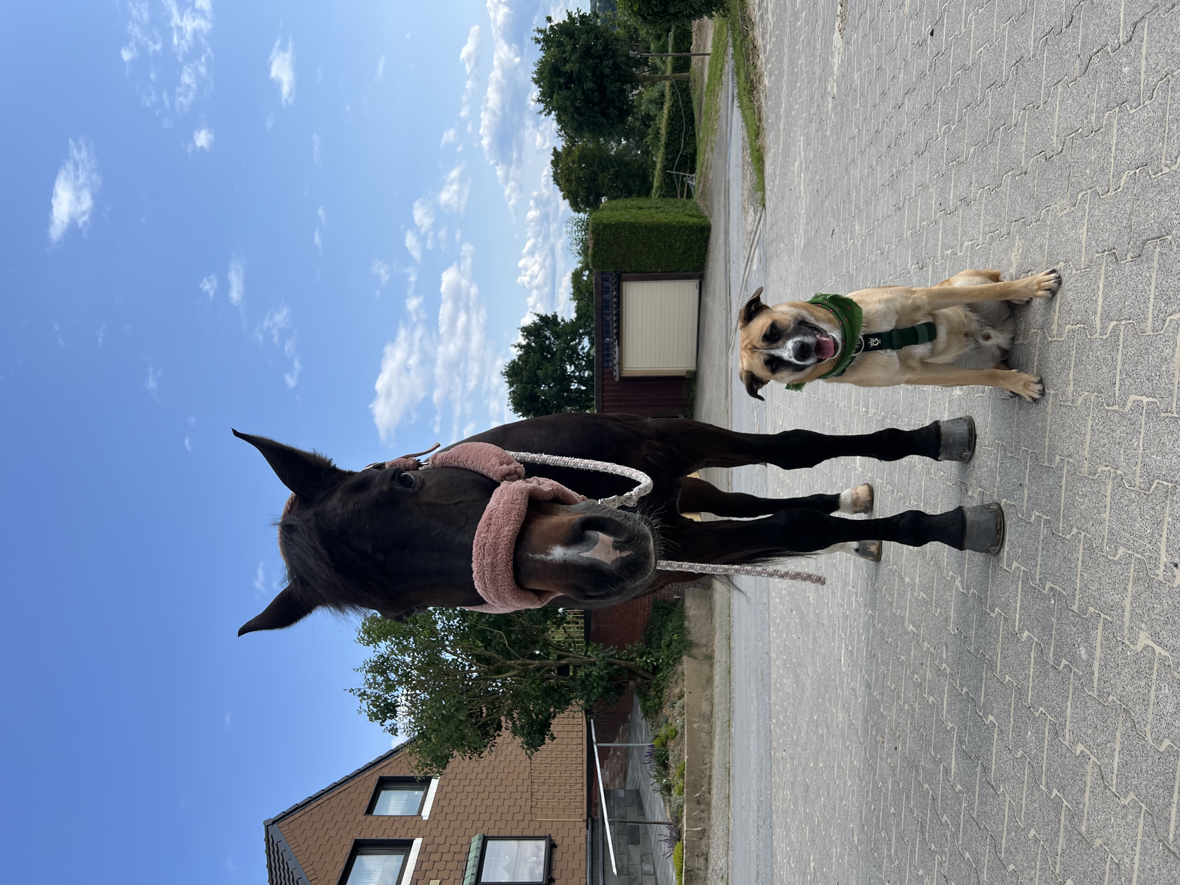 Hund bleibt entspannt neben einem Pferd beim Alltagstraining in Düsseldorf