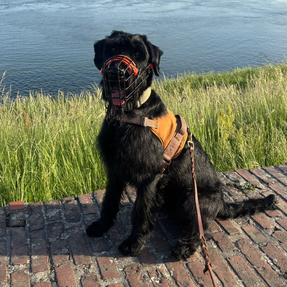 Hund beim Maulkorbtraining in der Glückspfotenschmiede Düsseldorf